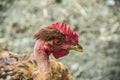 Head of adult hen or rooster.