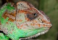 head of an adult large color chameleon close up