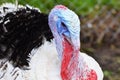 Head of an adult male turkey close up Royalty Free Stock Photo