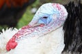 Head of an adult male turkey close up Royalty Free Stock Photo