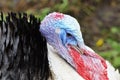 Head of an adult male turkey close up Royalty Free Stock Photo