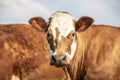 Head of an adult red and white cow, gentle look, pretty stain on face Royalty Free Stock Photo