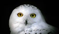 Head of adult white snowy owl close up on a black Royalty Free Stock Photo