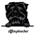 Head AffenPinscher - dog breed. Color image of a dogs head isolated on a white background Royalty Free Stock Photo