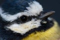 Head of a African blue tit Cyanistes teneriffae hedwigii. Royalty Free Stock Photo