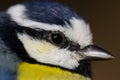 Head of African blue tit Cyanistes teneriffae hedwigii. Royalty Free Stock Photo