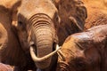 Head of a African Bush Elephant Royalty Free Stock Photo