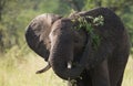 Head of african elephants