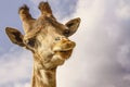 The head of an African giraffe close-up.Against the clouds Royalty Free Stock Photo