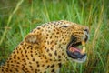 African leopard  Panthera Pardus lying in the grass, showing his teeth, close up, Madikwe Game Reserve, South Africa. Royalty Free Stock Photo