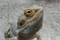 Head of a Agame pogona vitticeps close-up Royalty Free Stock Photo