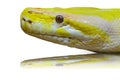 Head albino python. Royalty Free Stock Photo