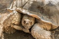 Head of Aldabra giant tortoise Aldabrachelys gigantea Royalty Free Stock Photo