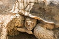 Head of Aldabra giant tortoise Aldabrachelys gigantea Royalty Free Stock Photo