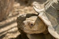 Head of Aldabra giant tortoise Aldabrachelys gigantea Royalty Free Stock Photo