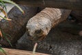 Head of Aldabra giant tortoise Aldabrachelys gigantea Royalty Free Stock Photo