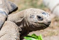 Aldabran Giant Tortoise Geochelone gigantea Royalty Free Stock Photo