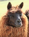 Head of alpaca