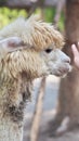 head of an alpaca in the zoo