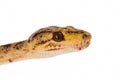 Head of an Amazon Tree Boa Royalty Free Stock Photo