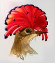 Head Amazonian royal flycatcher