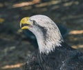 The Head of an American Bald Eagle Royalty Free Stock Photo