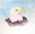 American Bald Eagle - Original Watercolor Painting