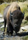 Head On American Bison