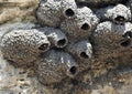 Head of American Cliff Swallow