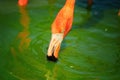 Head of American flamingo, Phoenicopterus ruber, eating algae. Reddish-pink colored large wading bird in green pond. Red and green Royalty Free Stock Photo