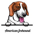 Head American Foxhound - dog breed. Color image of a dogs head isolated on a white background Royalty Free Stock Photo