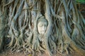 The head of the ancient Buddha sculpture is ingrown into the roots of the tree. Symbol of the city of Ayutthaya, Thailand Royalty Free Stock Photo