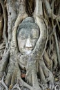 Head of Ancient Buddha in tree