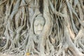 The head of the ancient priest statue in the tree. Royalty Free Stock Photo