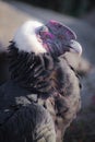 The head of the Andean condor, black plumage red face