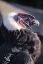 The head of the Andean condor, black plumage red face