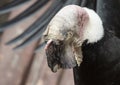 The head of the Andean condor