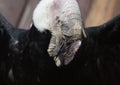 The head of the Andean condor