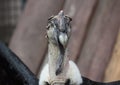 The head of the Andean condor