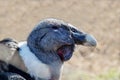 The head of an Andean condor with sharp eyes and a sharp beak on a clear sunny day. Royalty Free Stock Photo