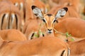 Head of antelope, funny image. Beautiful impalas in the grass with evening sun, hidden portrait in vegetation. Animal in the wild Royalty Free Stock Photo