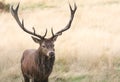 A head and antler shot of a walking stag Red Deer Cervus elaphus. Royalty Free Stock Photo