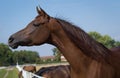 Head of arabian horse Royalty Free Stock Photo