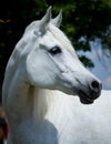 Head of arabian horse, Royalty Free Stock Photo