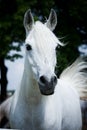 Head of arabian horse,