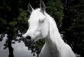 Head of arabian horse,