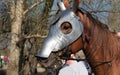 Head of Armored Warhorse in profile wearing chanfron on it`s muzzle