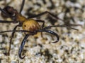 Army ant soldier with huge claws