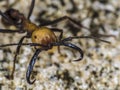 Army ant soldier with huge claws Royalty Free Stock Photo