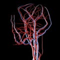 Head Arteries and Veins Royalty Free Stock Photo